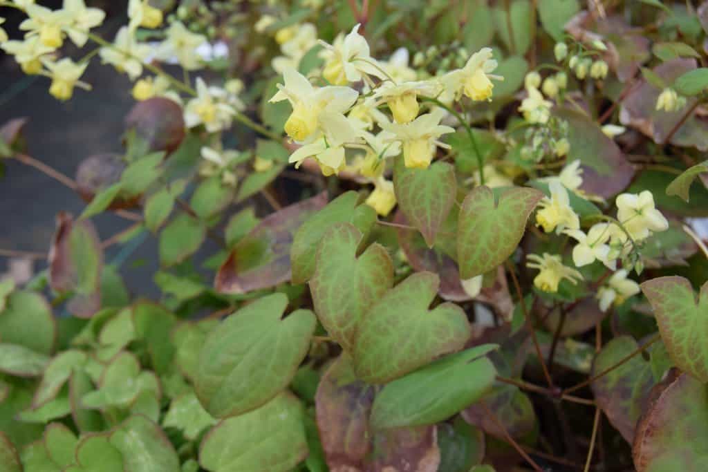 Epimedium x versicolor 'Sulphureum' ---